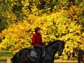 Конная выездка, 8 октября 2011