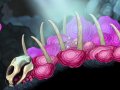 Aquaria