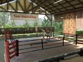 EA SPORTS MMA