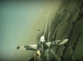Бета Wings Of Prey - только для предзаказчиков