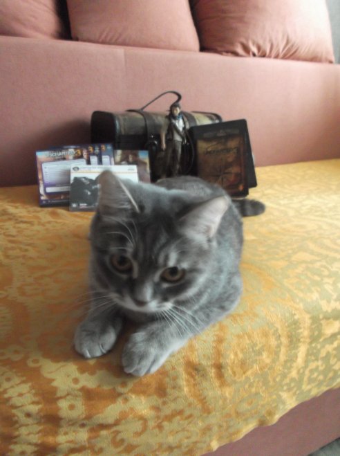 И моя долбанная кошка, которая целыми днями ходит, орет "Мааааау, маууууу" и просит сранного кота.