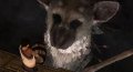 The Last Guardian новый трейлер