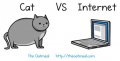 Кот vs Интернет
